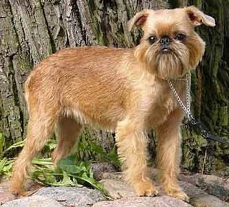 Стрижка грифона брюссельского | Стрижка разных пород собак